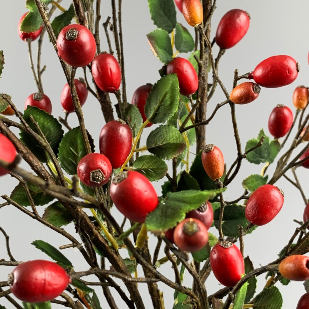 Rose Hip - www.BrandonThathers.co.uk IMG_1124.jpg