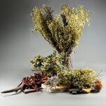 FLEABANE 5.jpg
