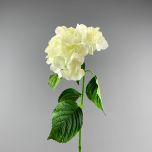 Ivory Hydrangea - www.BrandonThathers.co.uk IMG_0900.jpg