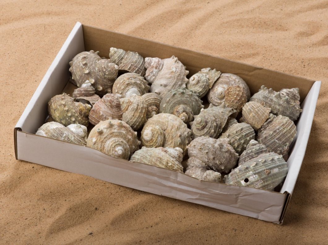 Buff Fossil - www.BrandonThathers.co.uk Buff Fossil Shell-4.jpg