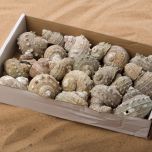 Buff Fossil - www.BrandonThathers.co.uk Buff Fossil Shell-4.jpg
