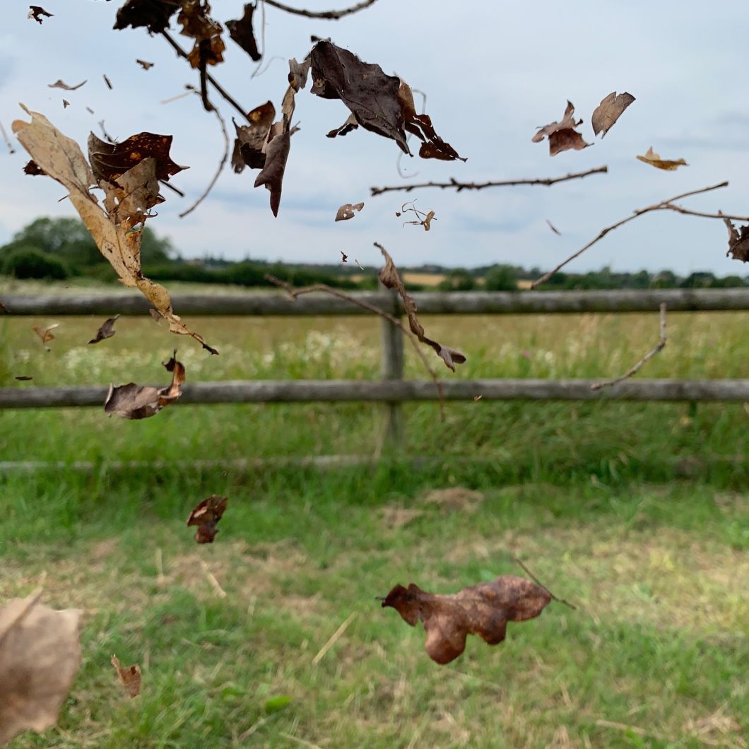 Dried Natural Leaves - wwwBrandonThatchers.co.uk