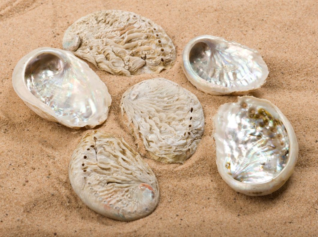 SHELL MOTHER OF PEARL.jpg