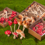 Faux Fungi- www.BrandonThathers.co.uk 25015-BrandonThatcher-web-size-29-7-20-460.jpg