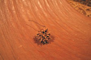 Liquidambar-Pods-3-e1506506968516.jpg Liquidambar-Pods-3-e1506506968516.jpg
