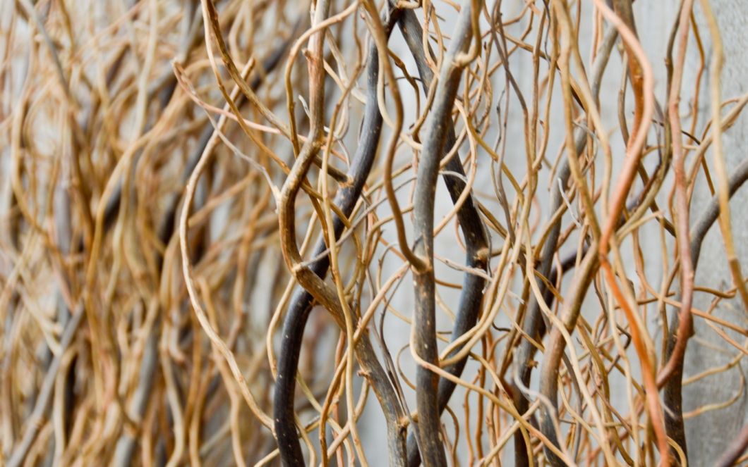 Contorted Willow – www.BrandonThatchers.co.uk  Contorted Willow – www.BrandonThatchers.co.uk