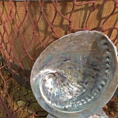 Mother of Pearl Sea Shell, Approx. 11 - 19 cm tall