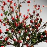 Rose Hip - www.BrandonThathers.co.uk IMG_1125.jpg