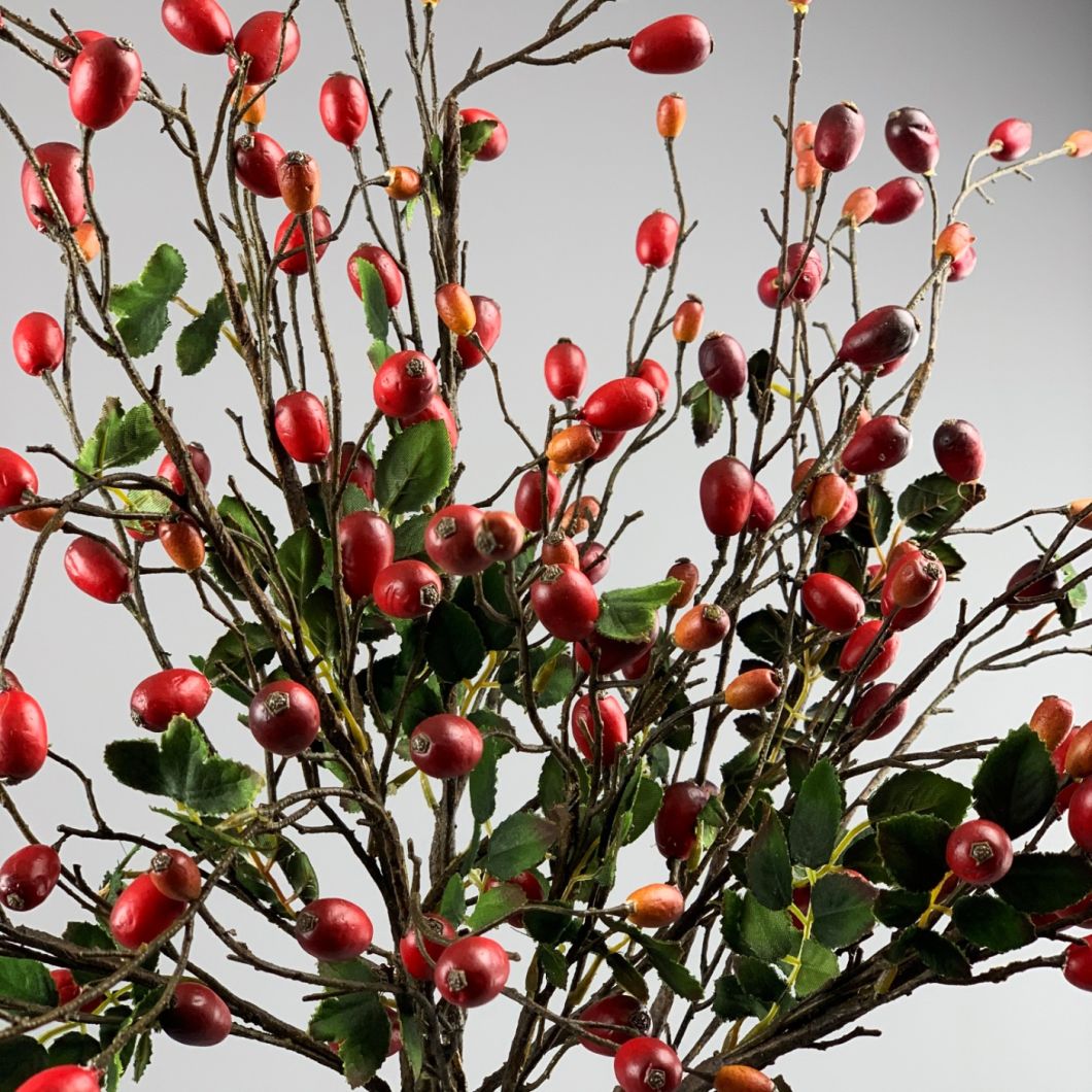 Rose Hip - www.BrandonThathers.co.uk IMG_1125.jpg