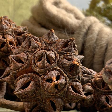 Spider gum head - www.BrandonThathers.co.uk Spidergum Head x 8, approx. 35 mm diameter, natural, dried floral deco