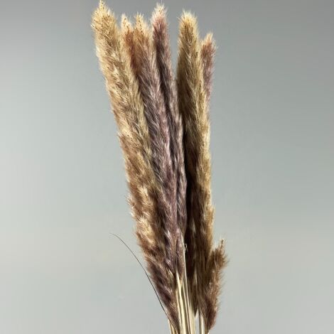 Pampas Grass - Rabbit Tails x 12 stems, 78 cm long dried bunch.
