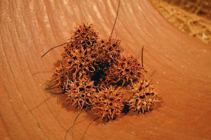 Liquidambar-Pods-1-e1506506902509.jpg Liquidambar-Pods-1-e1506506902509.jpg