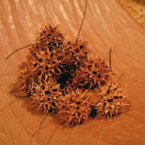 Liquidambar Spikey Pods x 500 grams, approx. 60 piece, 40 mm dia., natural, dried floral deco