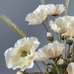Poppy Cream - www.BrandonThathers.co.uk IMG_0991.jpeg