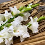 Gladiola, Cream 96 cm - www.BrandonThatchers.co.uk IMG_1044.jpg