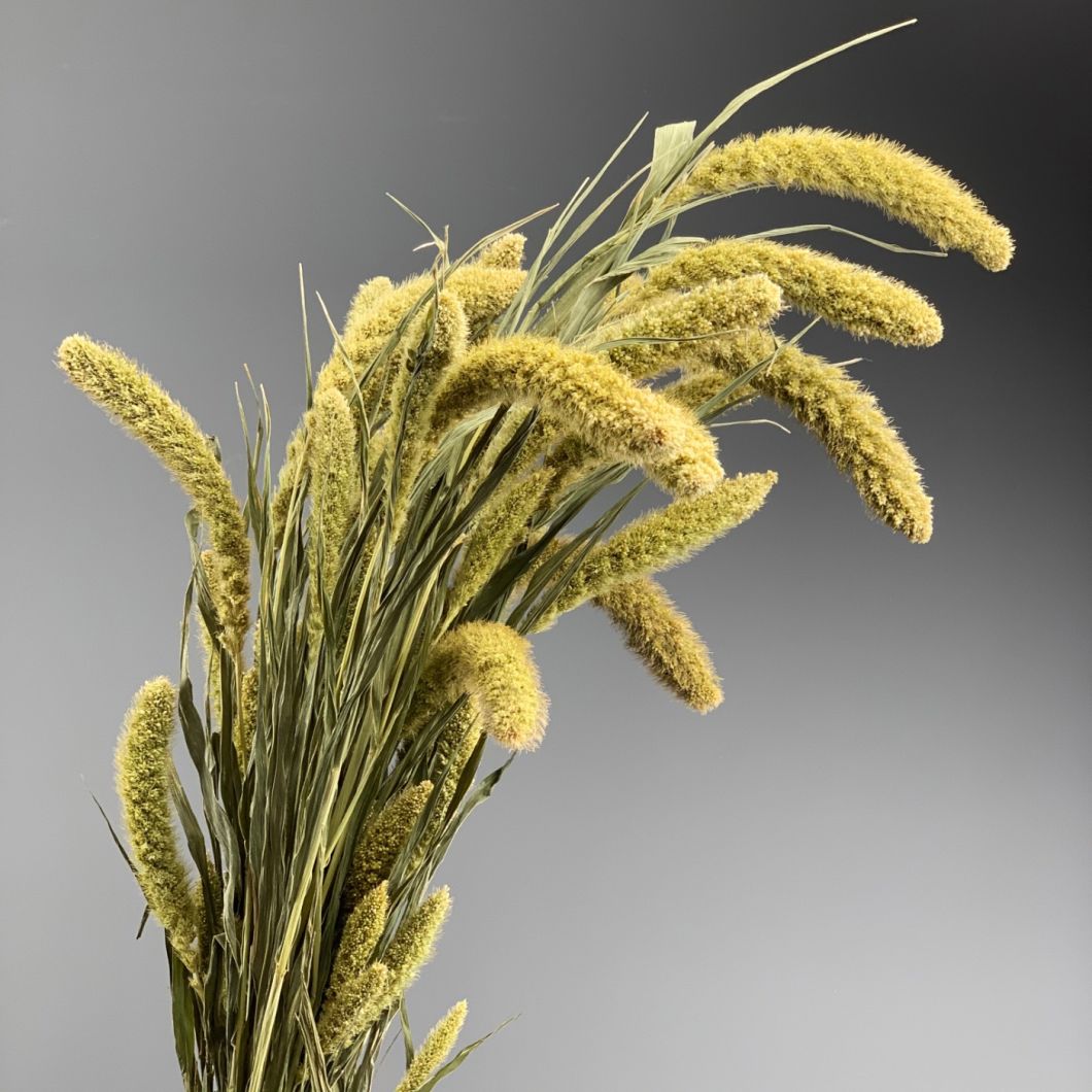 Setaria, approx. 79 cm long by 10 cm wide dried bunch