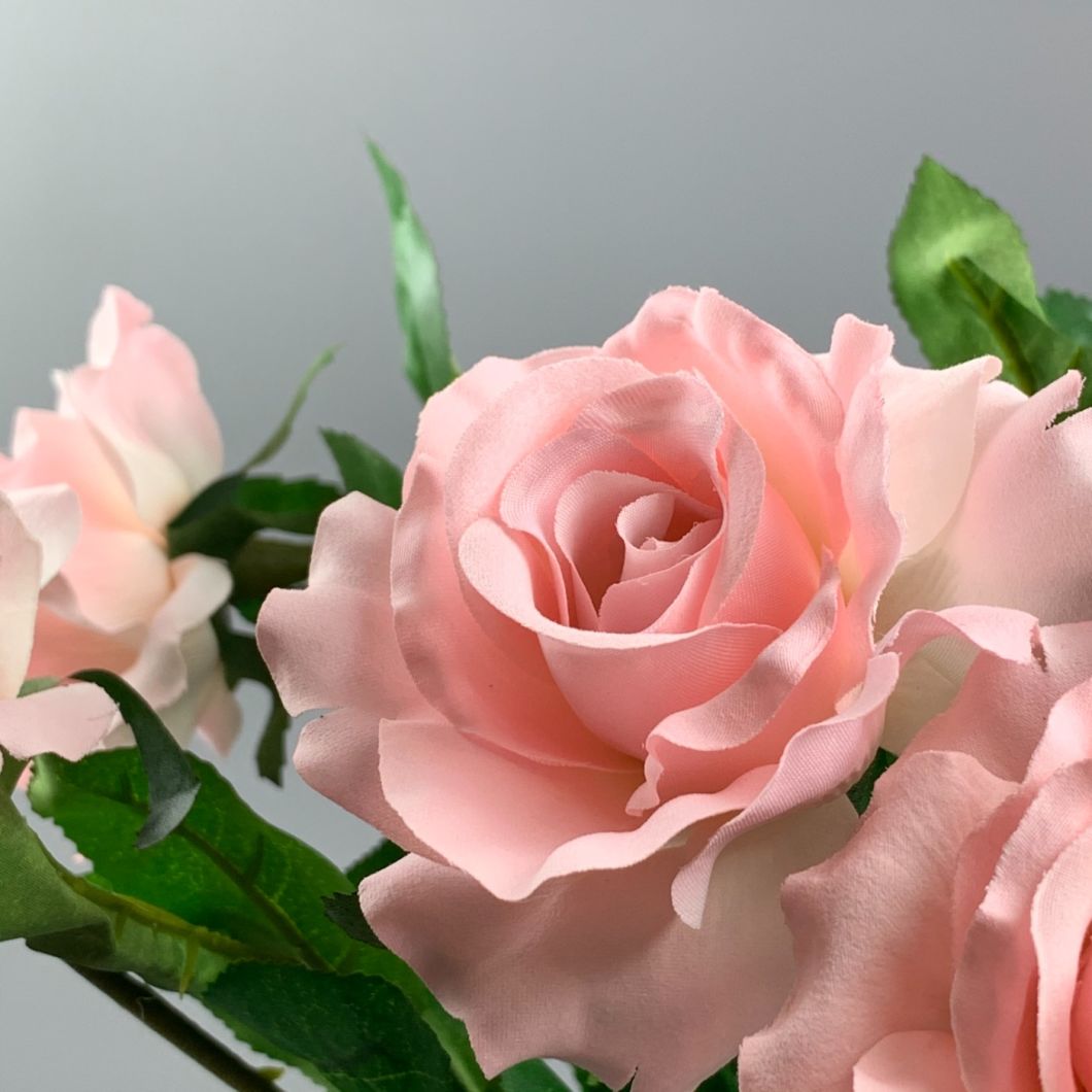 Pink Rose - www.BrandonThathers.co.uk IMG_0778.jpeg