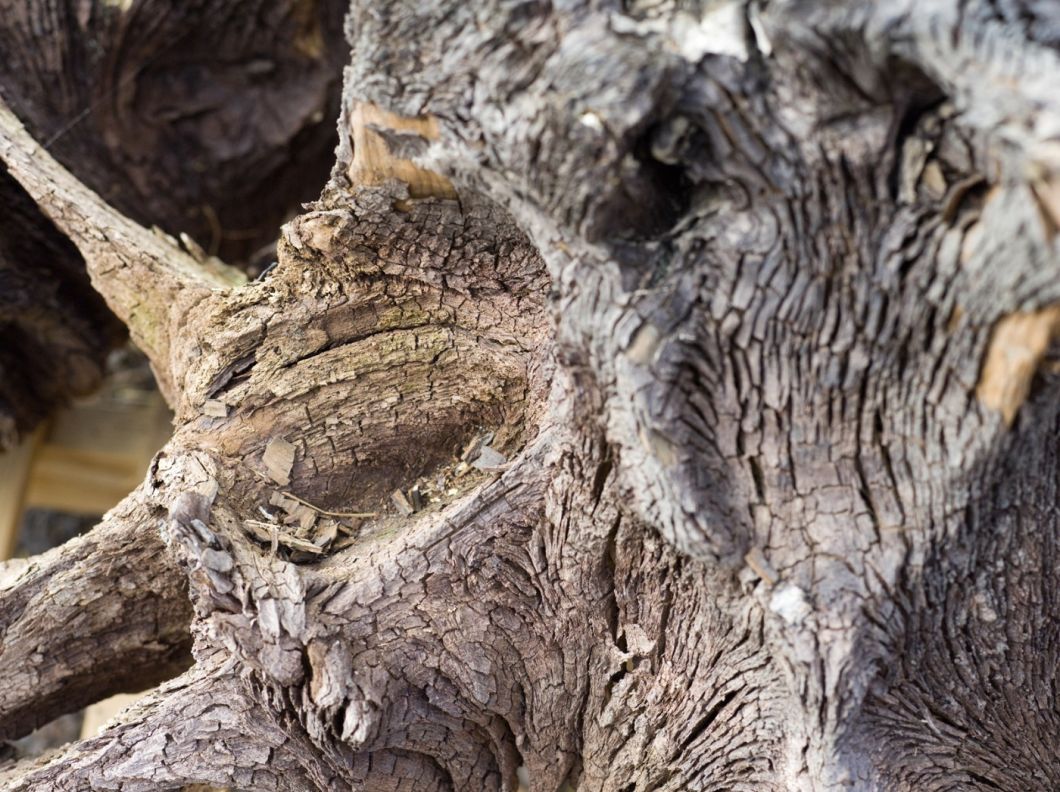 Stump with roots – www.BrandonThatchers.co.uk Stump with roots – www.BrandonThatchers.co.uk