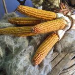 corn2-e1506436370600.jpeg corn2-e1506436370600.jpeg