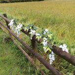 Wisteria Garland, Cream, 2m - www.BrandonThatchers.co.uk