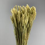 Wheat, approx. 66 cm - www.BrandonThatchers.co.uk