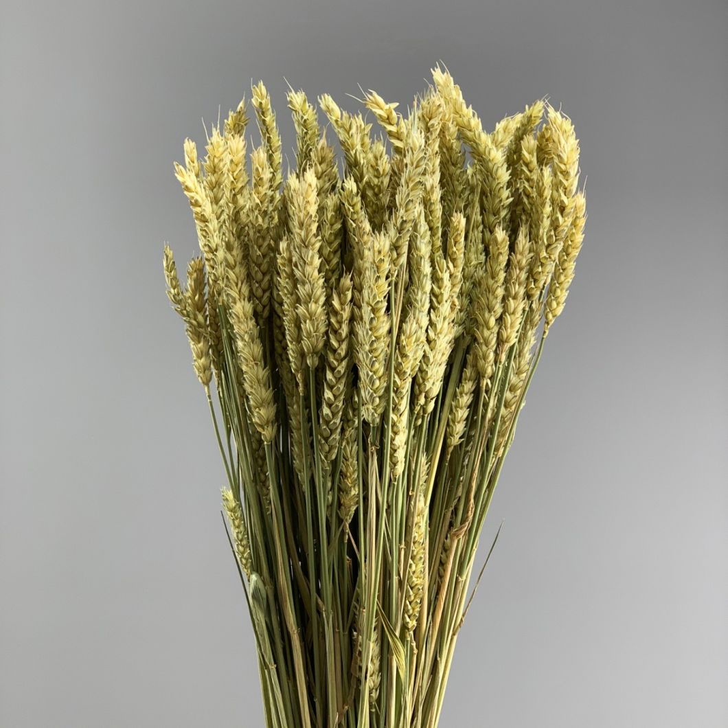 Wheat, approx. 66 cm - www.BrandonThatchers.co.uk