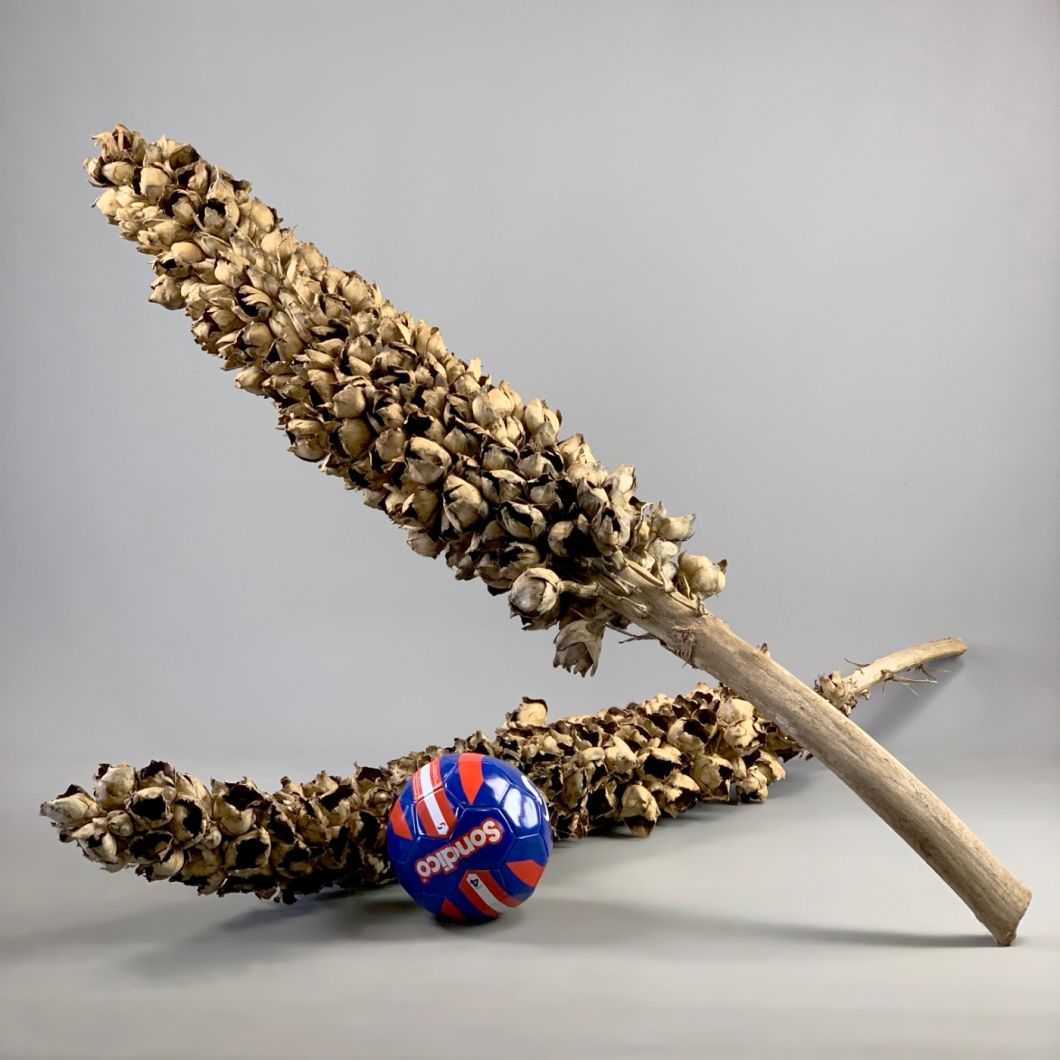 Coco torch Giganticus – www.BrandonThatchers.co.uk IMG_4533.jpg