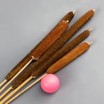 Bulrushes Stems x 5, approx. 80 cm tall, dried