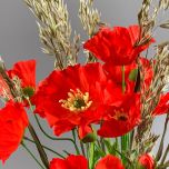 Poppy Red - www.BrandonThathers.co.uk IMG_1003.jpg