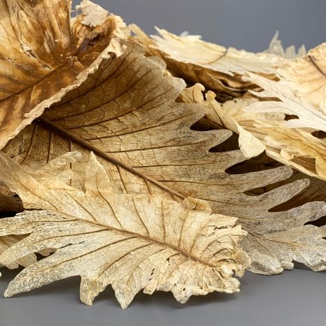 Light Dried Leaves x 20-25, approx. 21 cm long by 11 cm Wide, Natural Dried Floral Deco