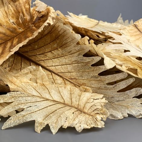 Light Dried Leaves x 20, approx. 21 cm long by 11 cm Wide, Natural Dried Floral Deco