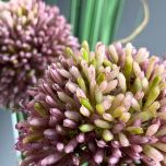 Allium www.BrandonThatchers.co.uk IMG_6329.jpeg