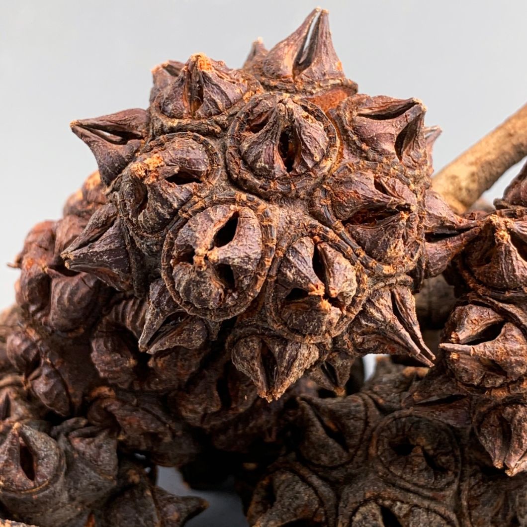 Spider gum head - www.BrandonThathers.co.uk IMG_3195.jpg