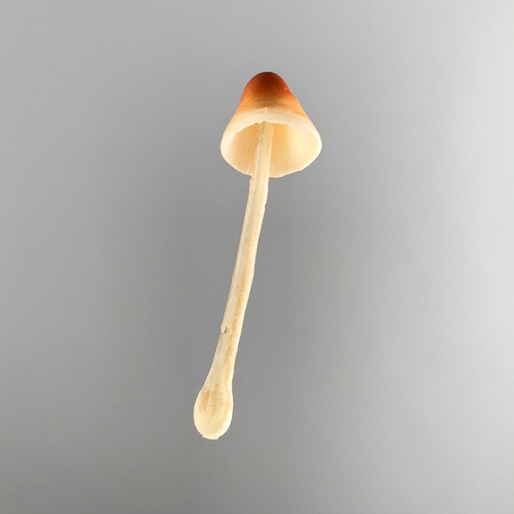 Faux Fungi- www.BrandonThathers.co.uk IMG_2275.jpg
