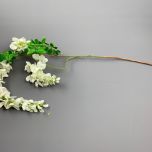 Wisteria Cream - www.BrandonThathers.co.uk IMG_0513.jpeg