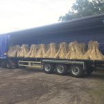 Stooks ready for travel - www.brandonthatchers.co.uk Stooks ready for travel - www.brandonthatchers.co.uk