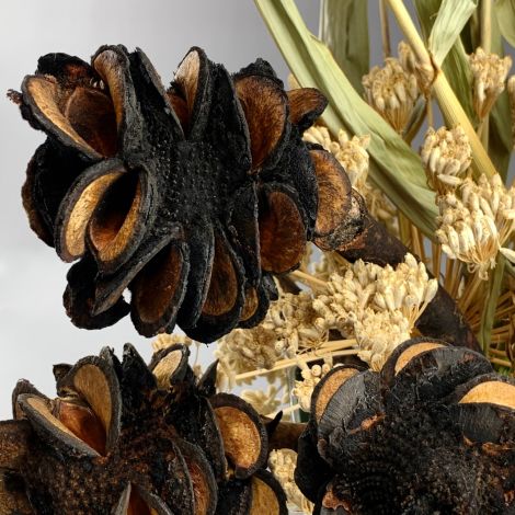 Burnt Shrieking Cone, approx. 40 cm long by 10 cm diameter, natural dried floral deco