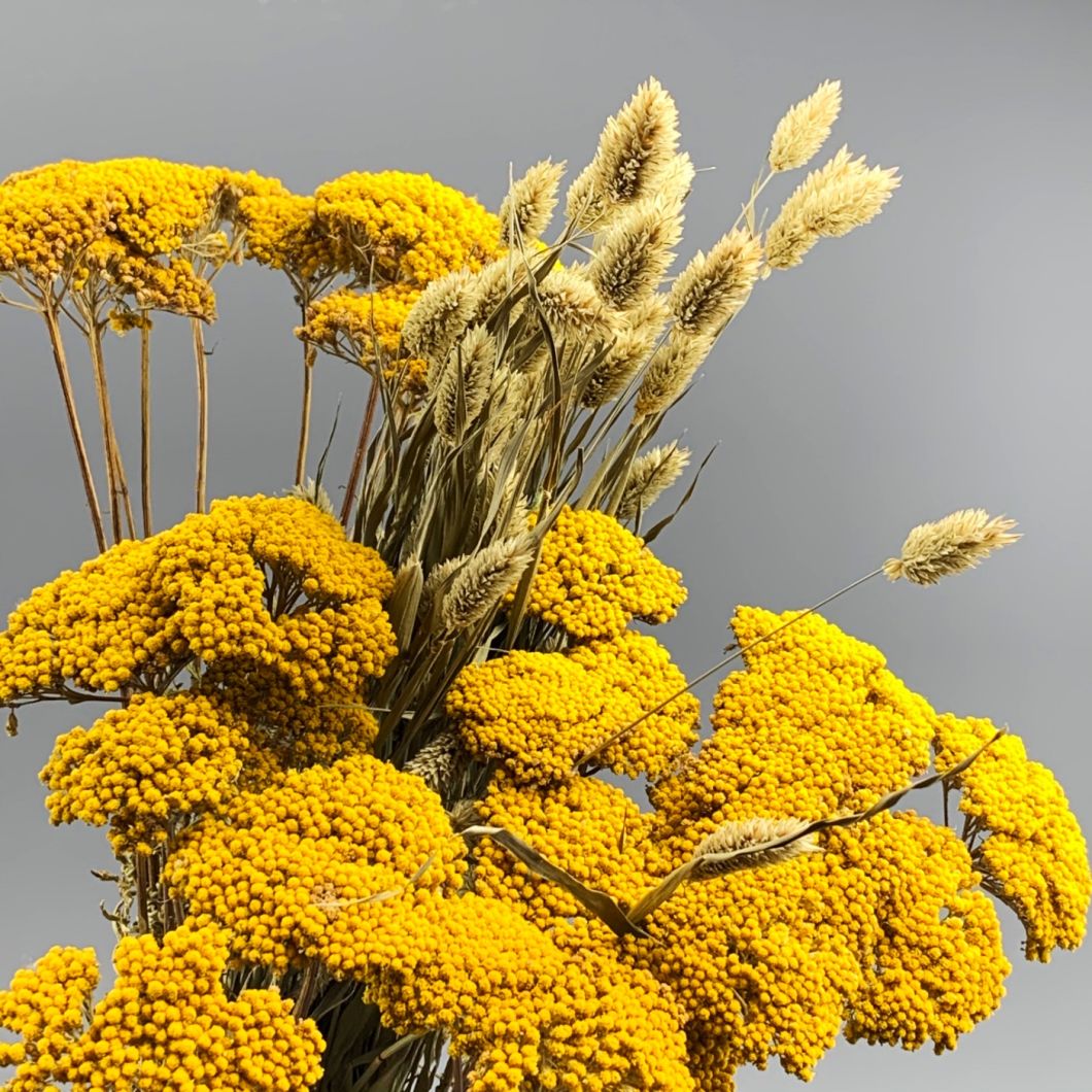 Achillea, Yellow, approx. 67 cm - www.BrandonThatchers.co.uk