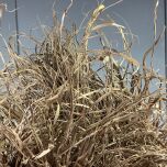 IMG_7262.jpeg