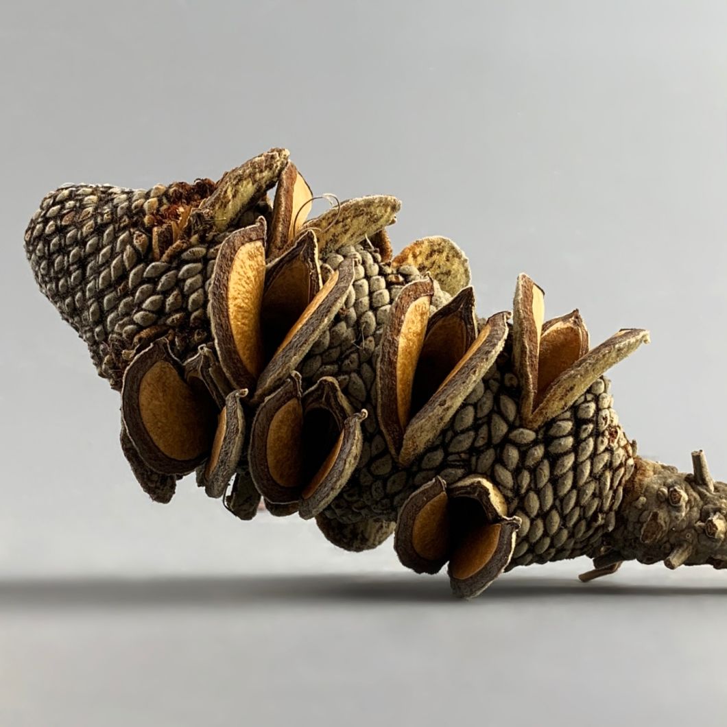 Shrieking Cone - www.BrandonThathers.co.uk IMG_4125.jpg