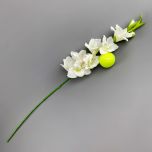 Gladiola, Cream 96 cm - www.BrandonThatchers.co.uk IMG_1046.jpg