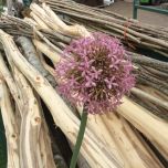 Allium Giant Blush Pink, 12 cm head www.BrandonThatchers.co.uk Allium Giant Blush Pink, 12 cm head www.BrandonThatchers.co.uk