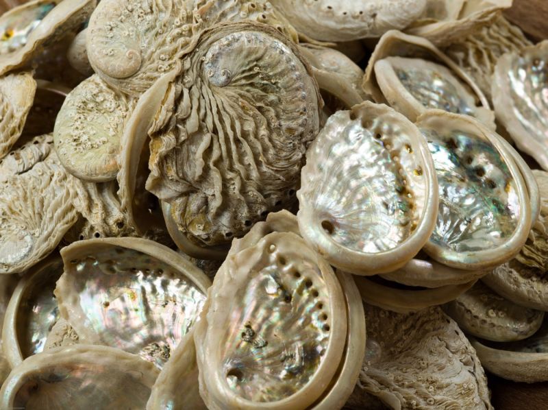 Mother of Pearl Seashell, Approx. 50 - 80mm long