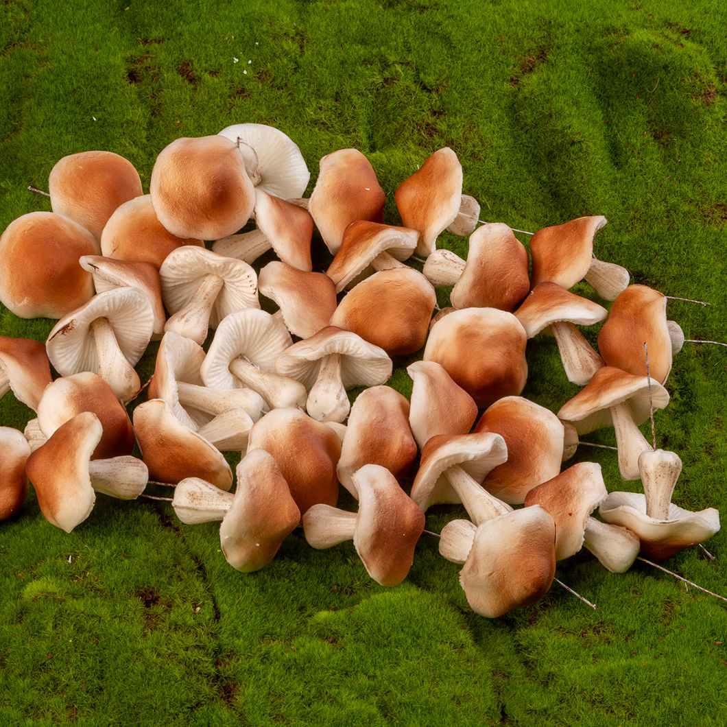 Faux Fungi- www.BrandonThathers.co.uk 25015-BrandonThatcher-web-size-29-7-20-494.jpg