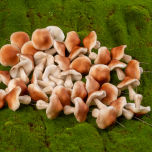 Faux Fungi- www.BrandonThathers.co.uk 25015-BrandonThatcher-web-size-29-7-20-494.jpg