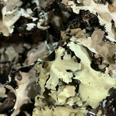 Foliose Lichen, in 500 g bag, natural, dried floral deco