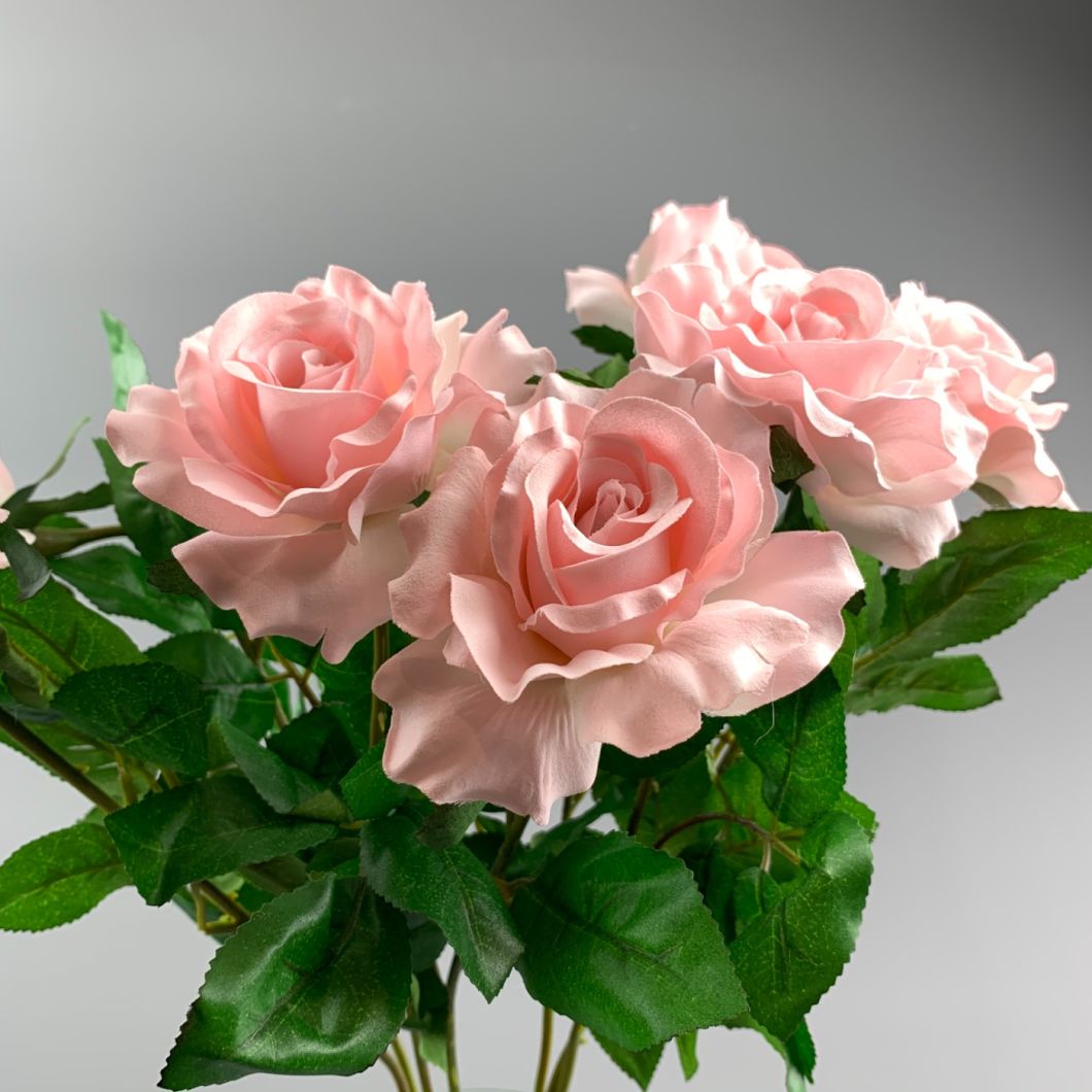 Pink Rose - www.BrandonThathers.co.uk IMG_0779.jpeg