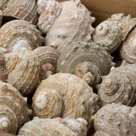 Buff Fossil Seashell, Approx. 50 – 70 mm diameter 