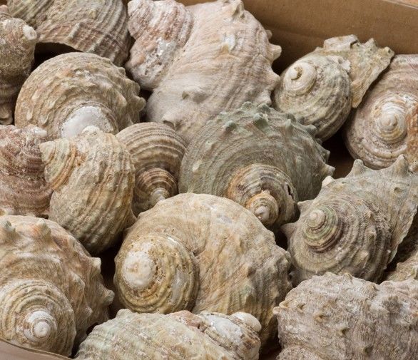 Buff Fossil - www.BrandonThathers.co.uk Buff Fossil Shell-4c.jpg