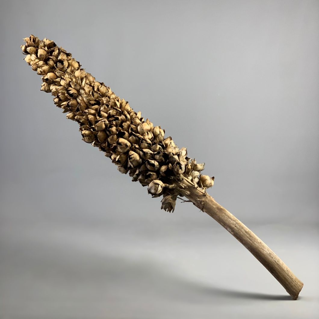 Coco torch Giganticus – www.BrandonThatchers.co.uk IMG_4520.jpg